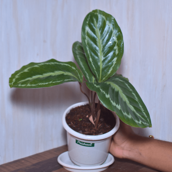 Calathea Rosepicta