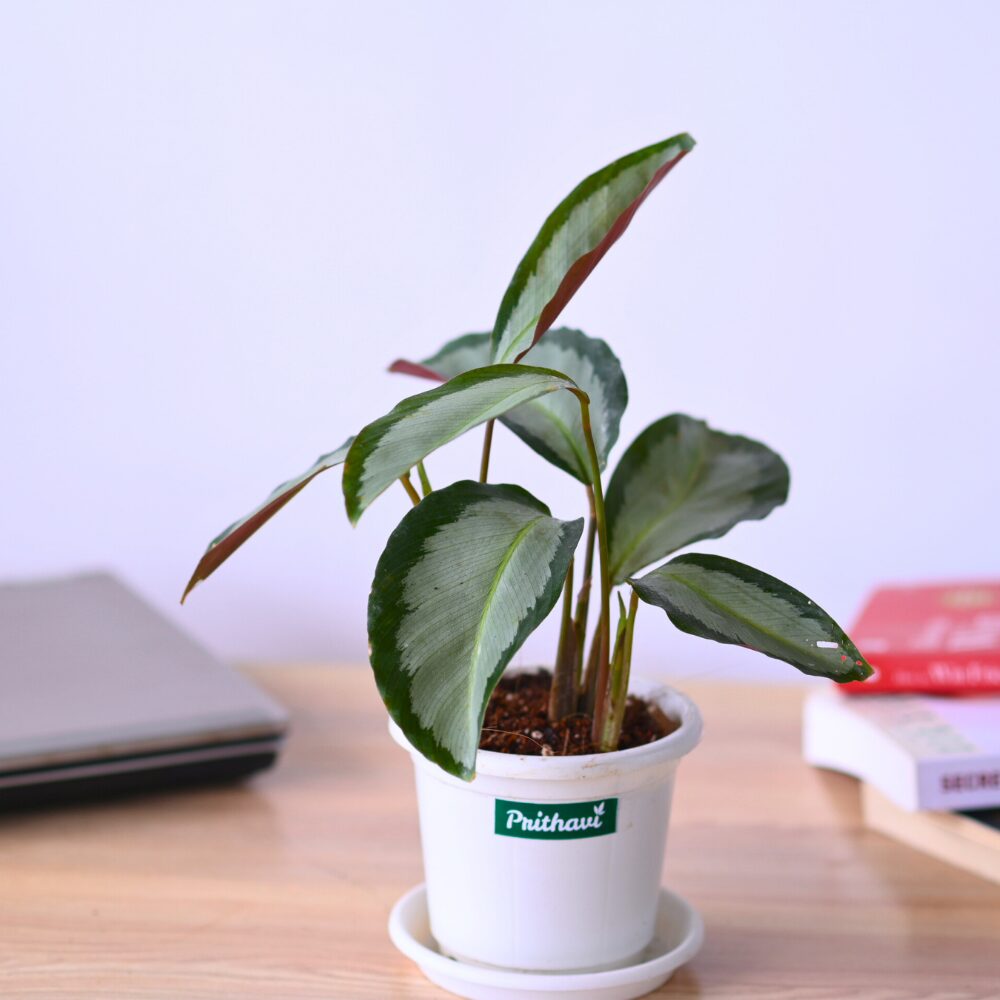 Calathea Royale - Image 2