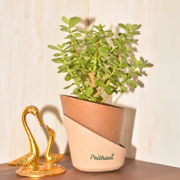 Lucky Mini Jade Plant - Image 2