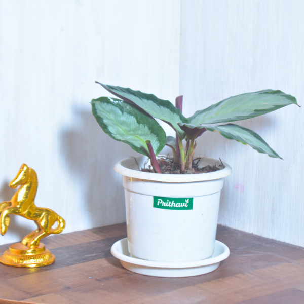 Calathea Royale - Image 2
