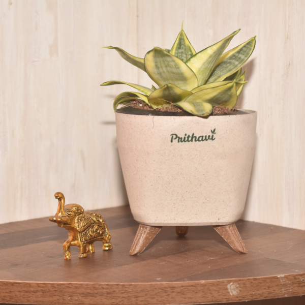 Sanseveria - Golden - Image 2