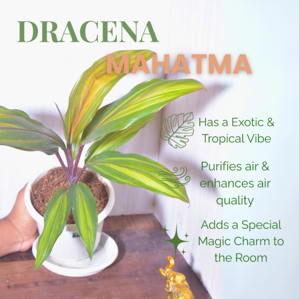 Dracena Mahatma - Image 2