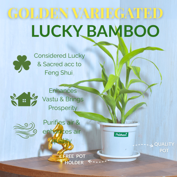 Golden Variegated Lucky Bamboo - Image 3