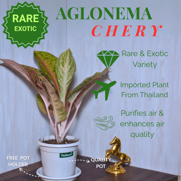 Aglonema Cherry - Image 2