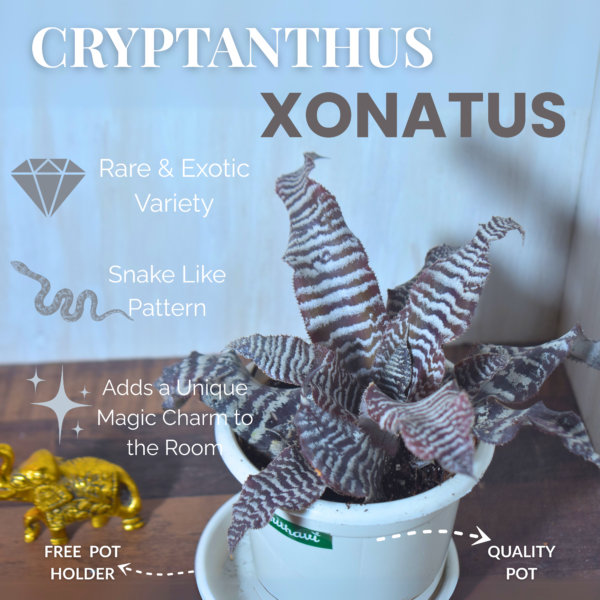 Crptanthus Xonatus - Image 3