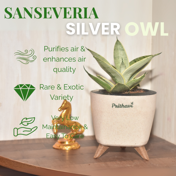 Sanseveria  Silver Owl - Image 2