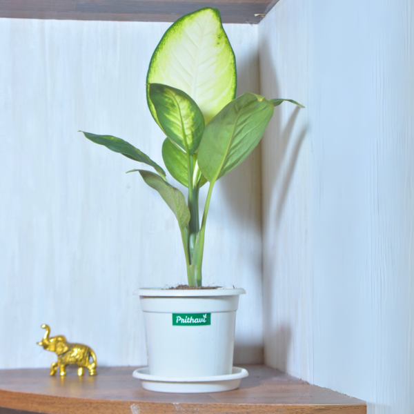 Diffenbachia Dumb Cane - Image 3