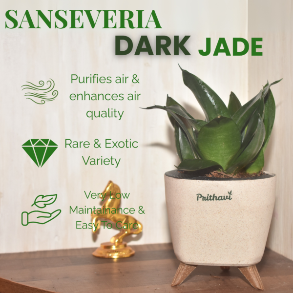 Sanseveria  Dark Jade - Image 2