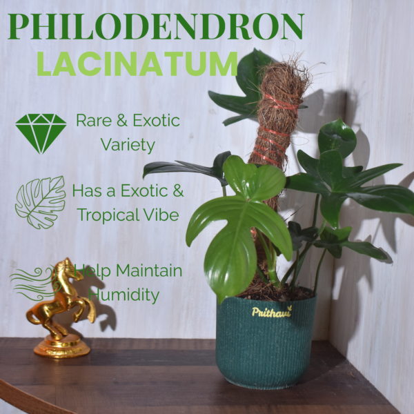 Philodendron Lacinatum - Image 3