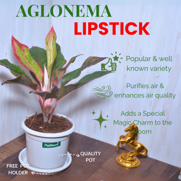 Aglonema Lipstick - Image 2