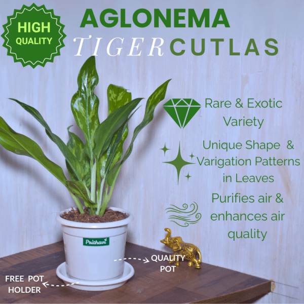 Aglonema Tiger Cutlass - Image 3