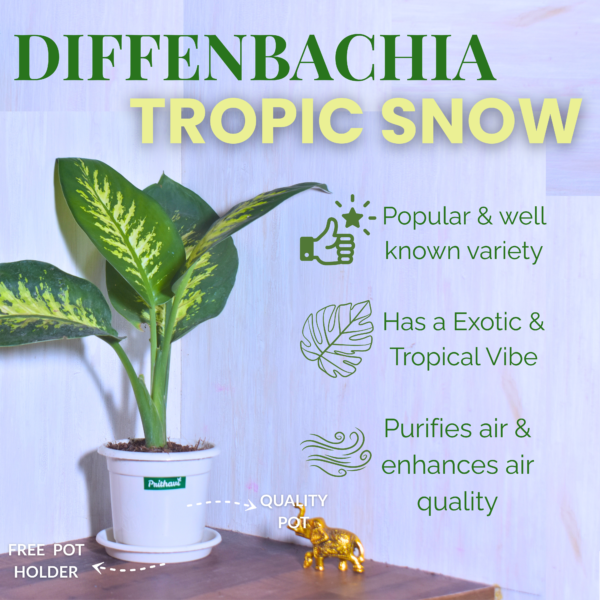 Diffenbachia Tropic Snow - Image 2
