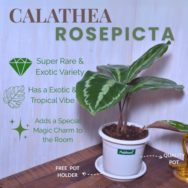 Calathea Rosepicta - Image 2