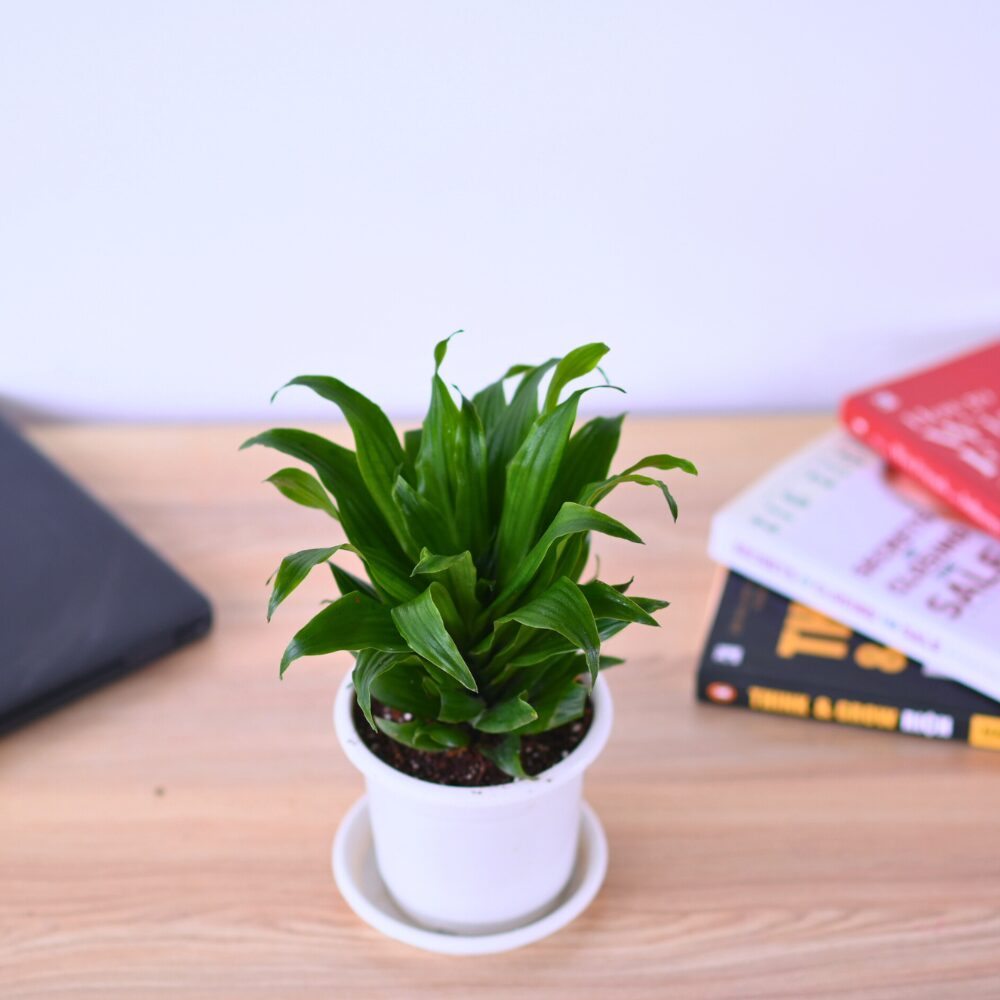 A Dracena Compactor - Image 6