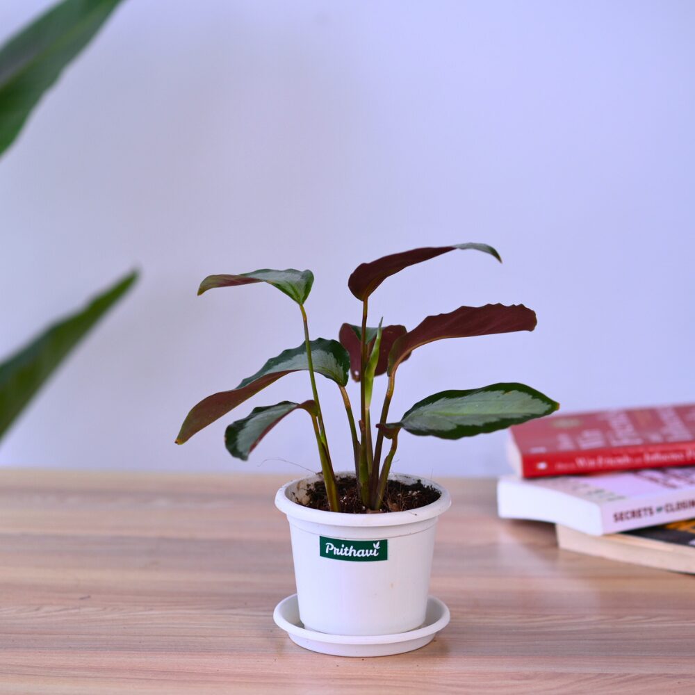 Calathea Royale - Image 6