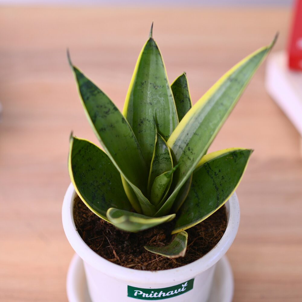 Easy To Care Beginner Plants