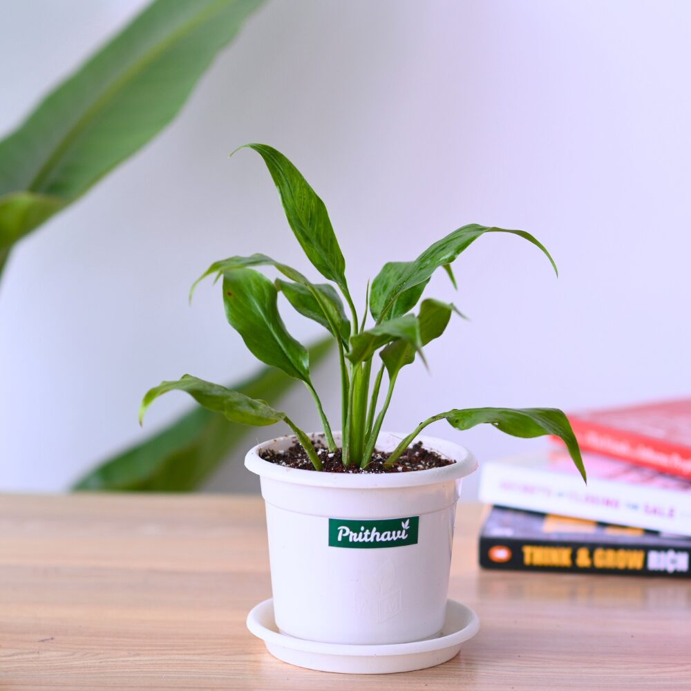 A Peace Lily Plant - Image 3