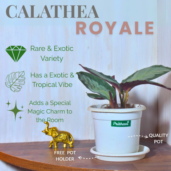 Calathea Royale - Image 3