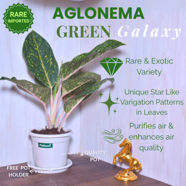Aglonema Green Galaxy - Image 2