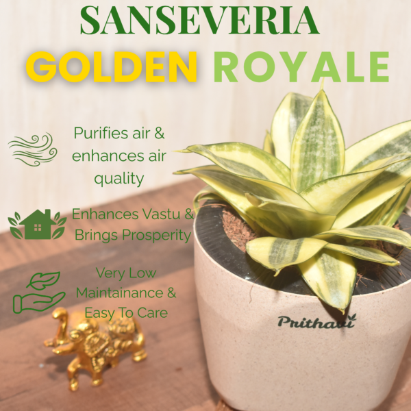 Sanseveria - Golden - Image 3