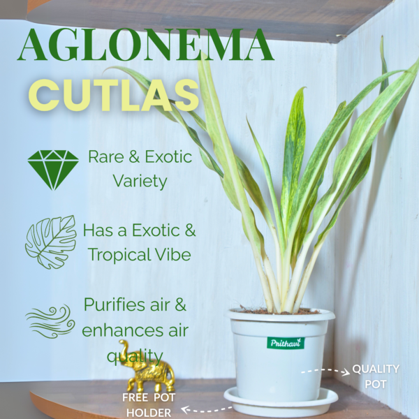 Aglonema Cutlas - Image 5