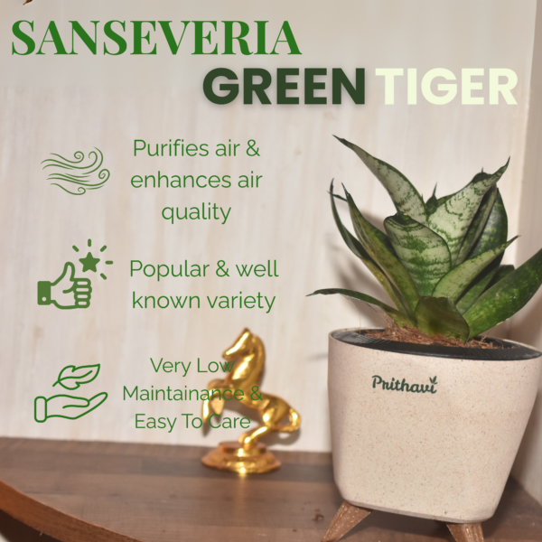 Sanseveria Green Tiger - Image 3