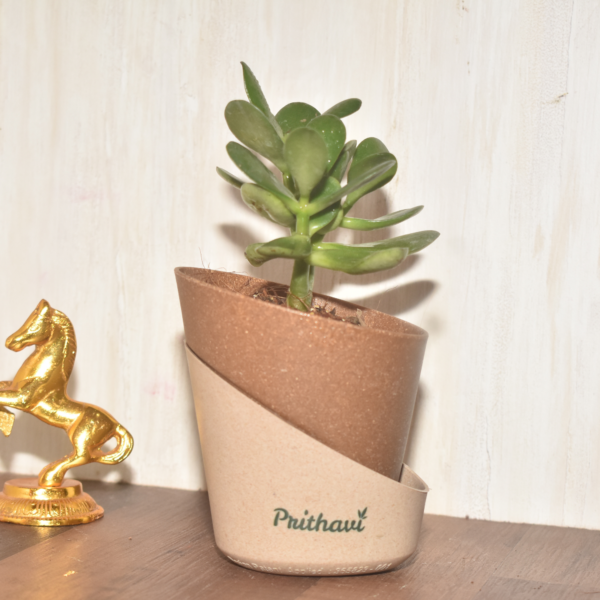 Lucky Crasula Ovata Jade Plant - Image 3