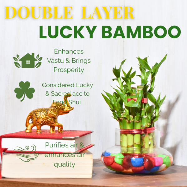 Double Layer Lucky Bamboo - Image 3