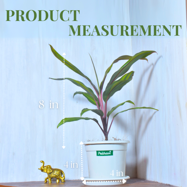 Dracena Mahatma - Image 3