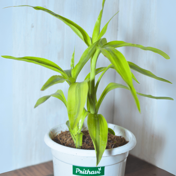 Golden Variegated Lucky Bamboo - Image 4