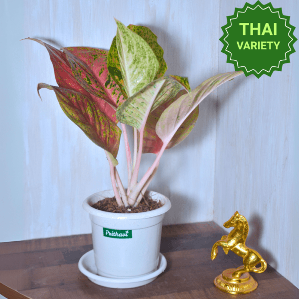 Aglonema Cherry - Image 3