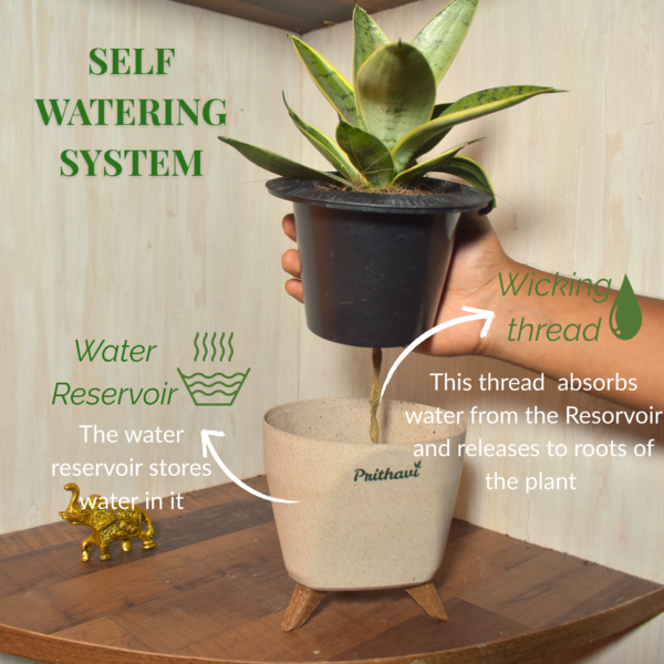Sanseveria  Silver Owl - Image 4