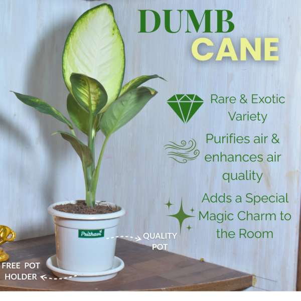 Diffenbachia Dumb Cane - Image 2