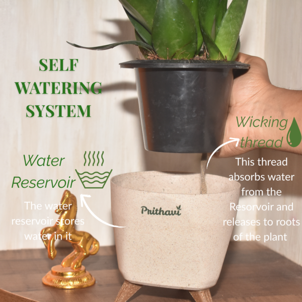 Sanseveria  Dark Jade - Image 3