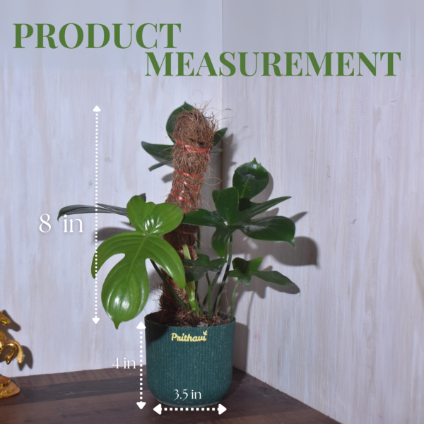 Philodendron Lacinatum - Image 8
