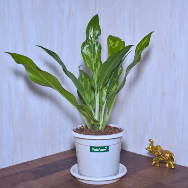 Aglonema Tiger Cutlass - Image 2