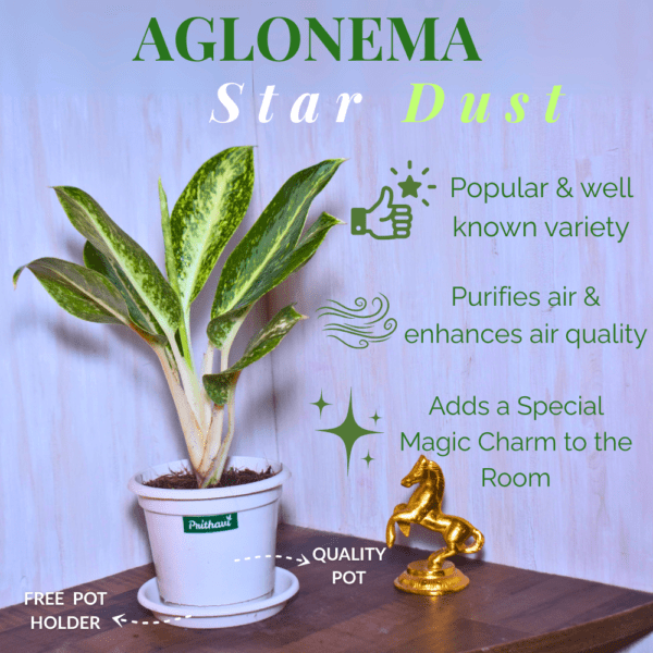 Aglonema Star Dust - Image 3