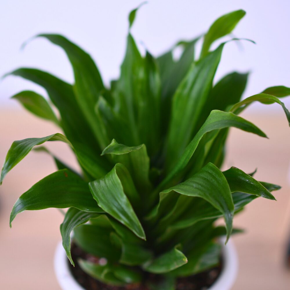 A Dracena Compactor - Image 3