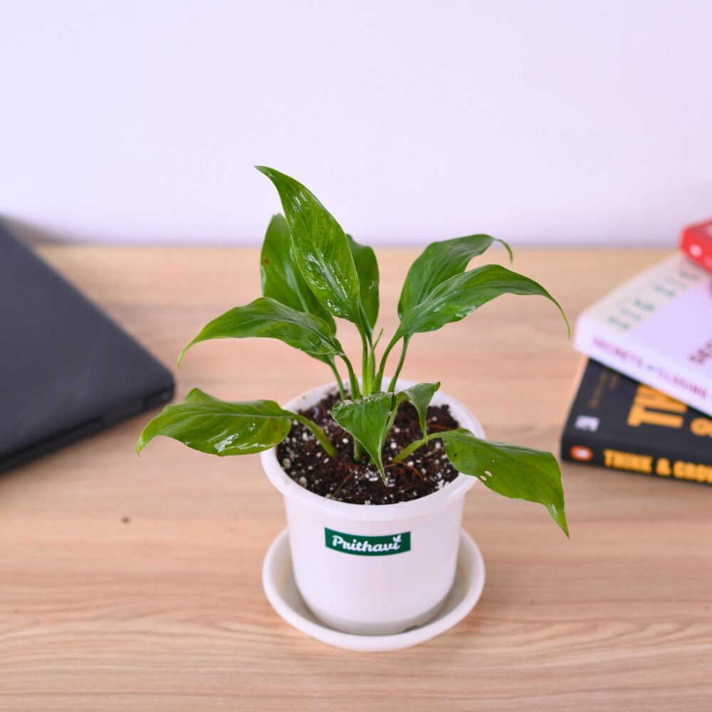 A Peace Lily Plant - Image 5