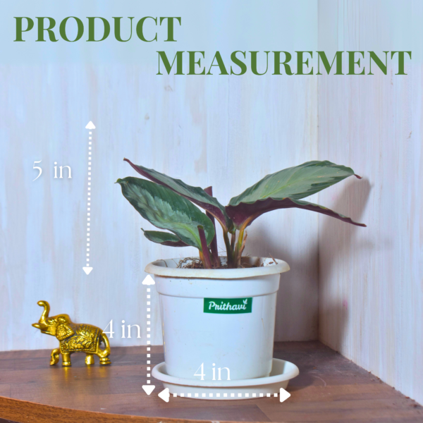 Calathea Royale - Image 4