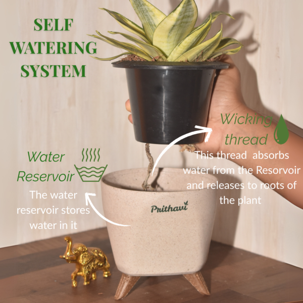 Sanseveria - Golden - Image 4