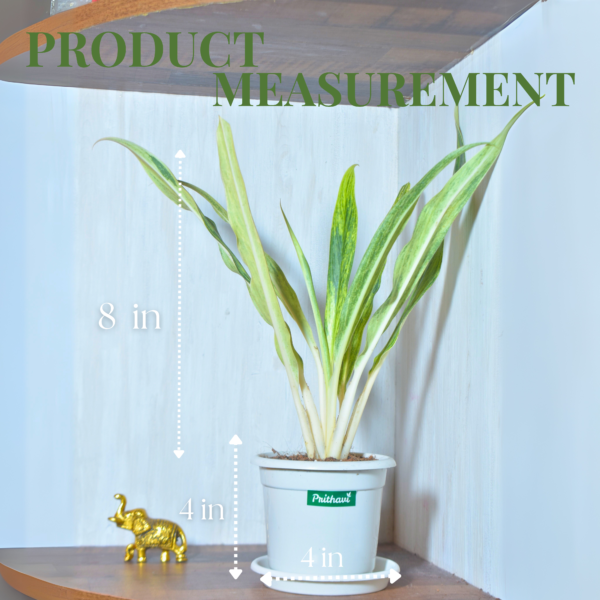Aglonema Cutlas - Image 4