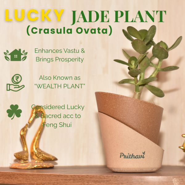 Lucky Crasula Ovata Jade Plant - Image 4