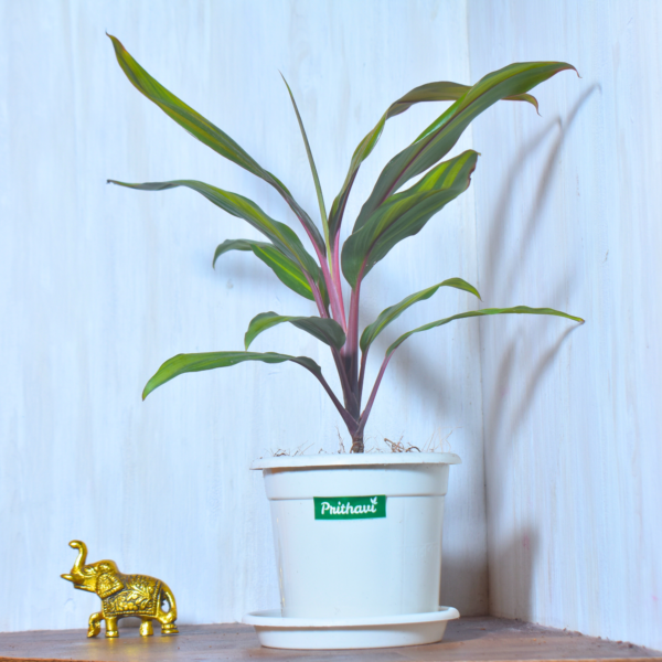 Dracena Mahatma - Image 4