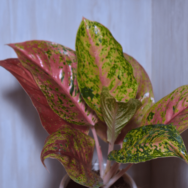 Aglonema Cherry - Image 5