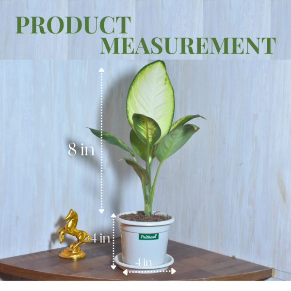 Diffenbachia Dumb Cane - Image 4