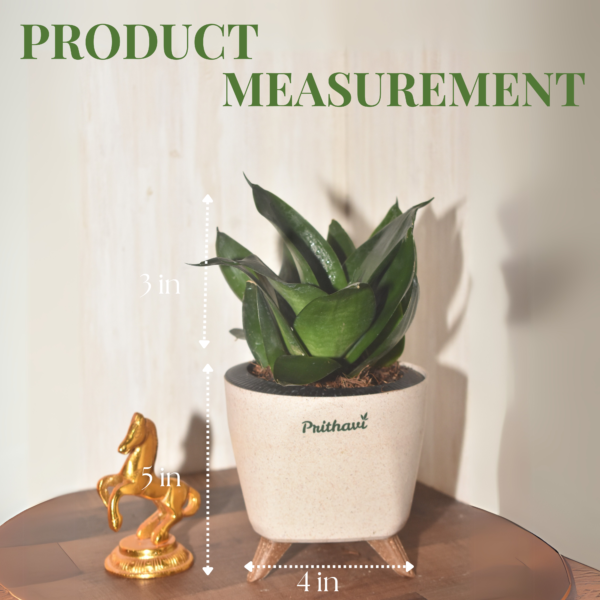 Sanseveria  Dark Jade - Image 5