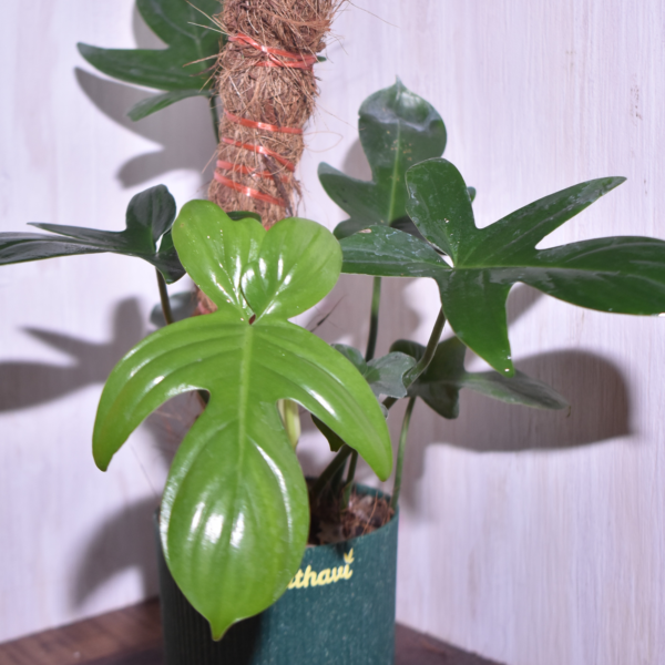 Philodendron Lacinatum