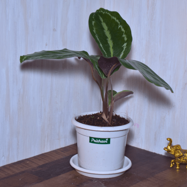 Calathea Rosepicta - Image 3
