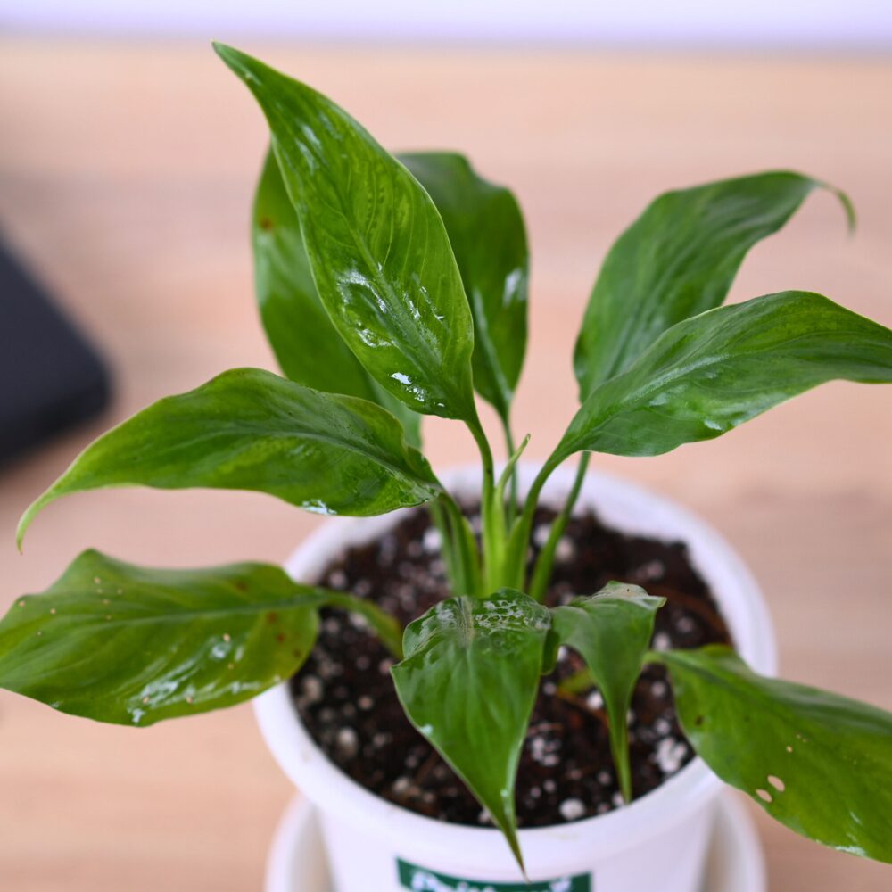 A Peace Lily Plant - Image 7